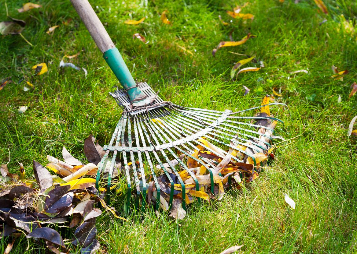 Pro Jardin Soldes -Pro Jardin Soldes lawn care yard cleanup yard waste iStock 186467044 e1664564663584